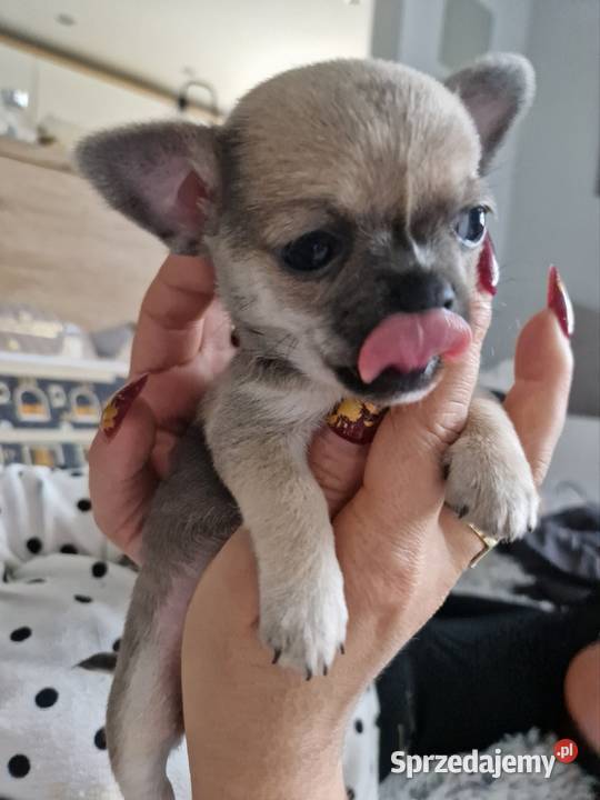 Maleńka suczka krótkowłosa chihuaha Szczecin