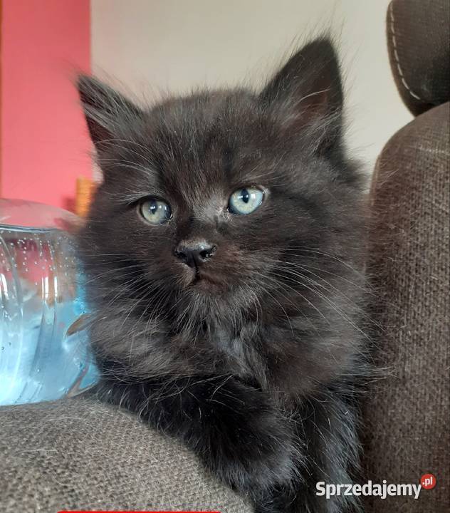 Piękny Kocurek Syberyjski Bully mazowieckie Sochaczew