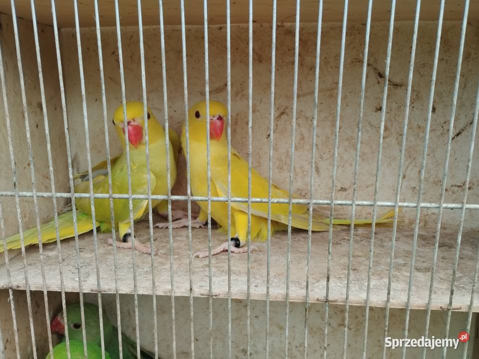 Papugi aleksandretty obrożne rozelle nimfy Mircze