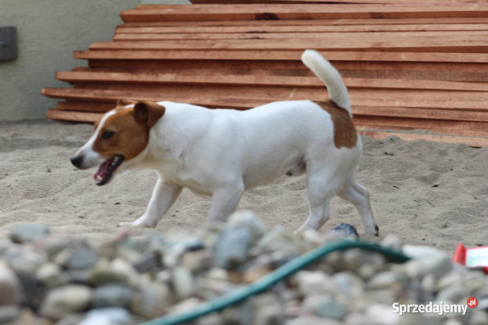 Jack Russell Terrier krótkowłosy Delastowice