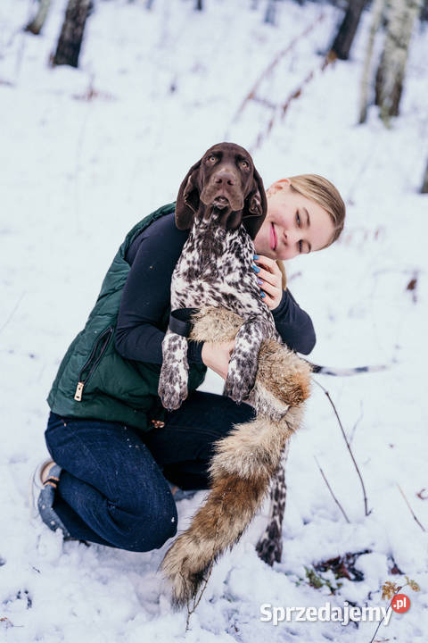 Wyżeł niemiecki krótkowłosy łódzkie