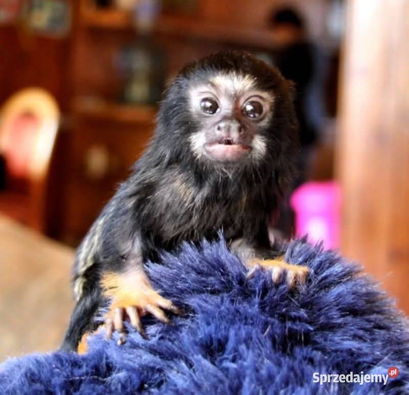 Tamaryna złotoręka Łódź