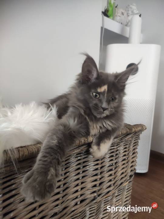Maine Coon Betina Maine Coon Poręby sprzedam