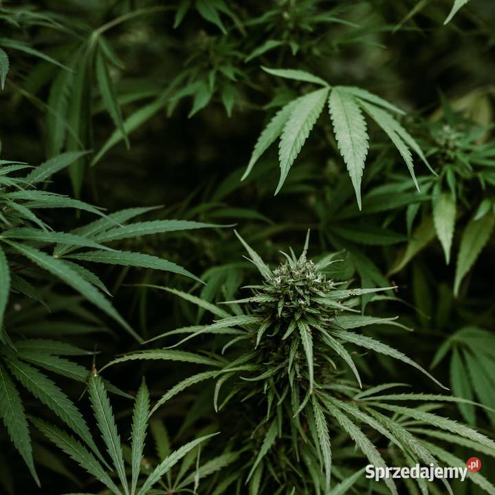 Olejek CBD 5 PETS OIL Bielsko-Biała