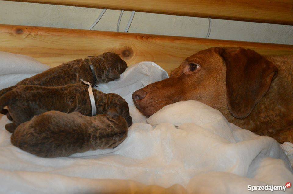Chesapeake Bay Retriever Katowice sprzedam