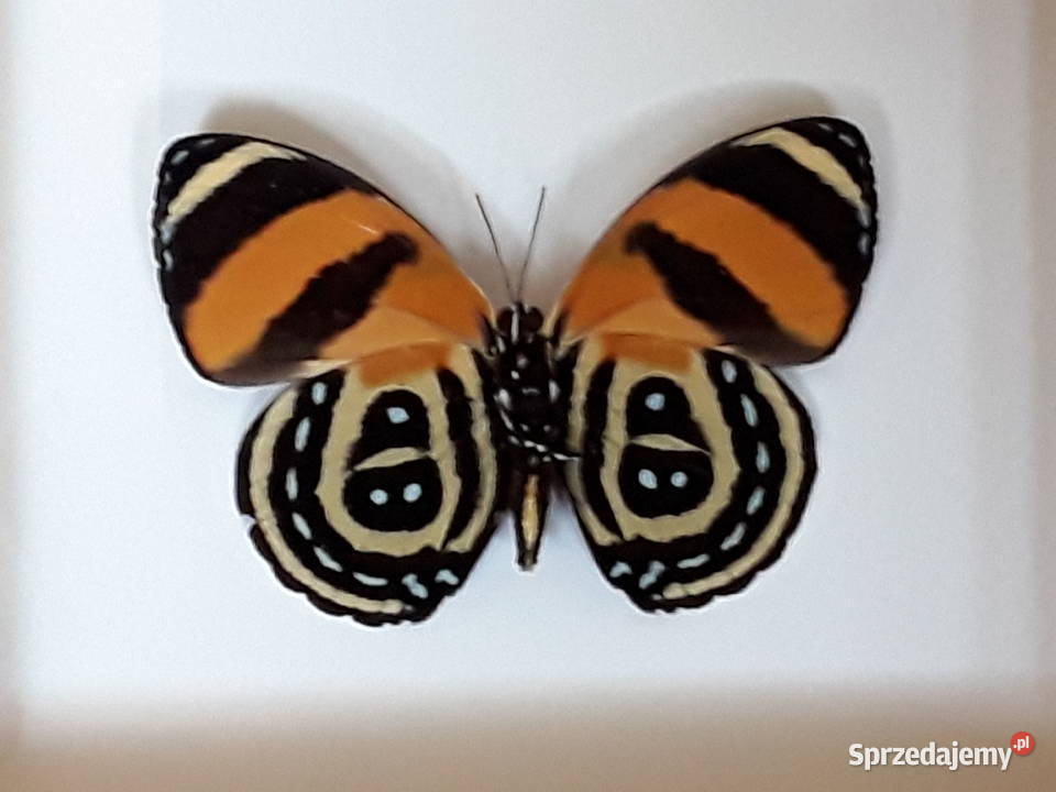 Motyl w ramce 12x10 Callicore cynosura 55 mm Szczecin