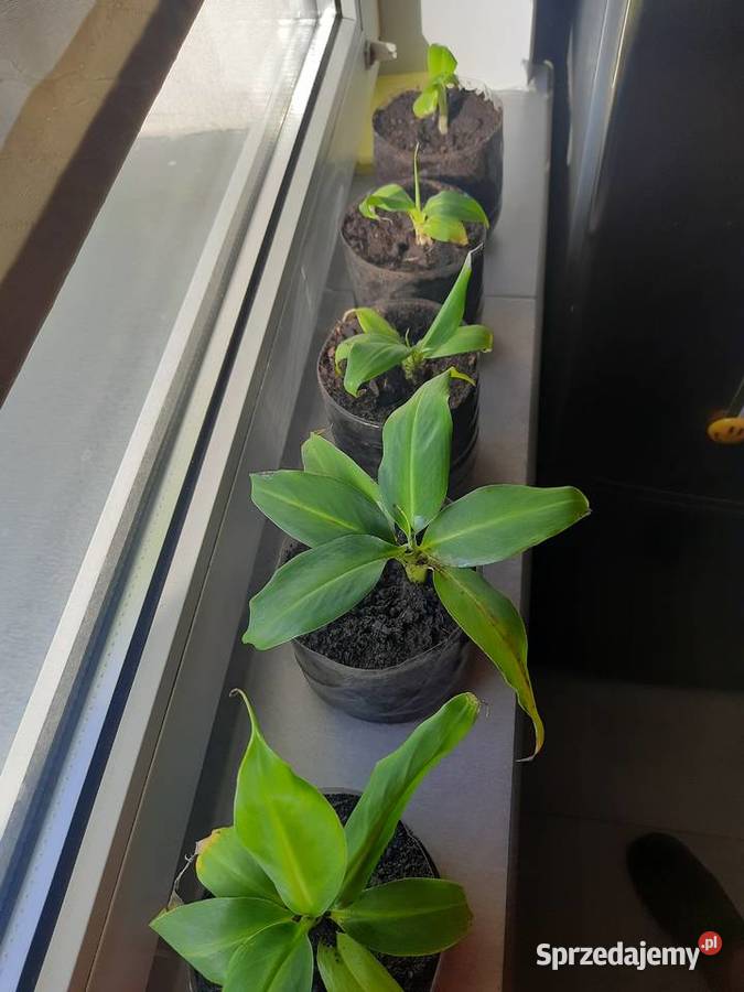 5 kwiatków bananowca Goleniów