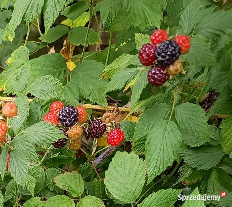 Czarna malina łódzkie Szadek sprzedam