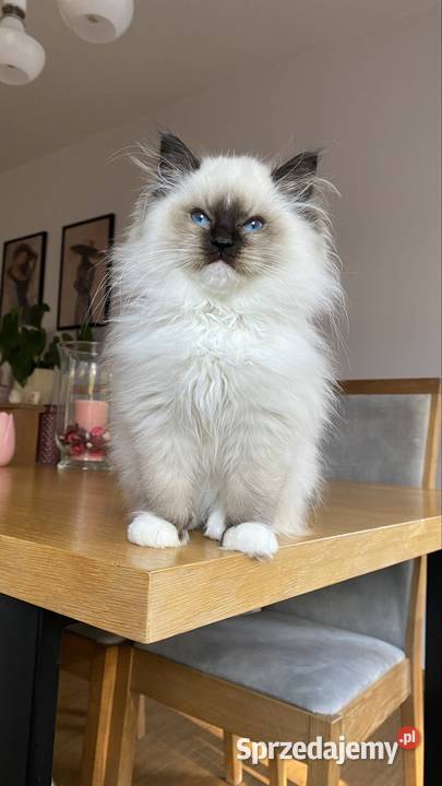 Kocurek ragdoll gotowy do odbioru FPL kastrat Katowice