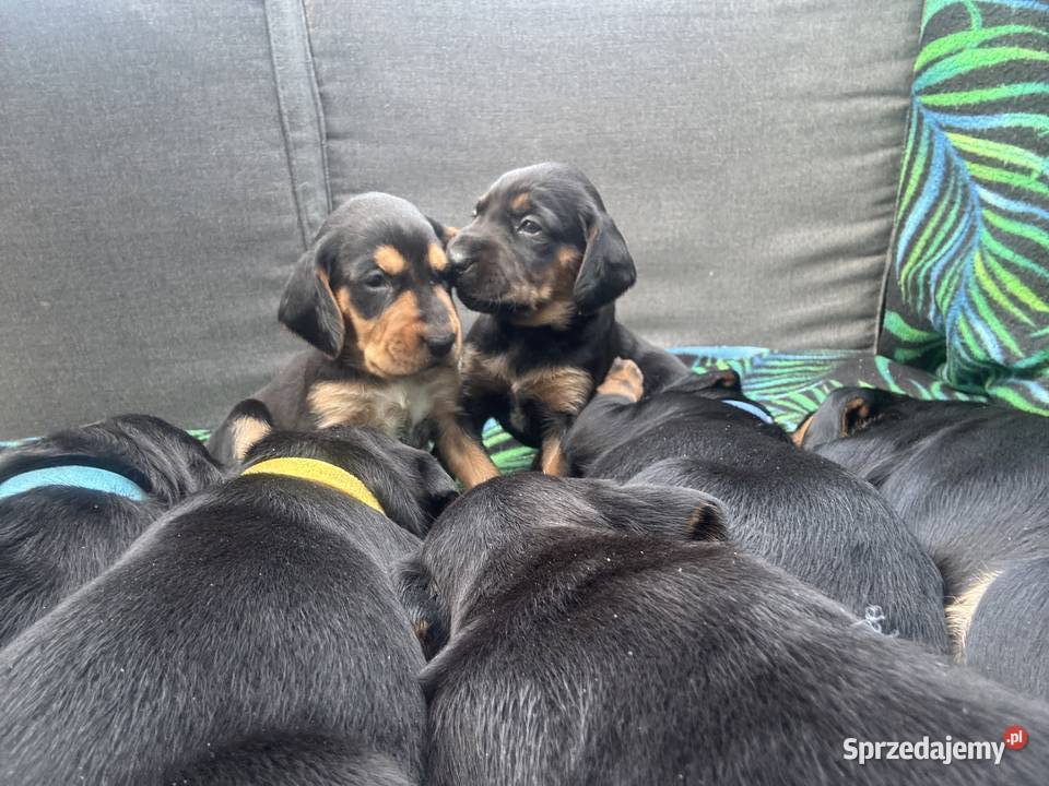 Gończy Polski szczenię Uniejów