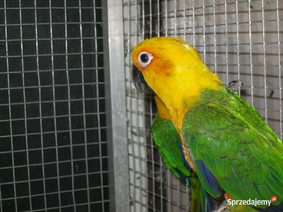 Konury Ognsitobrzuche 25 r