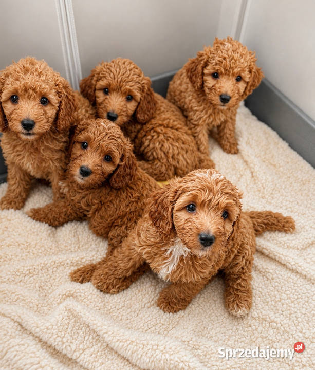 Cockapoo f1b śliczne szczenięta świętokrzyskie Brody
