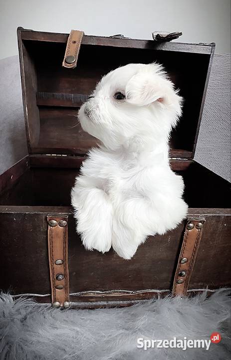 Maltańczyk suczka FCI Warszawa