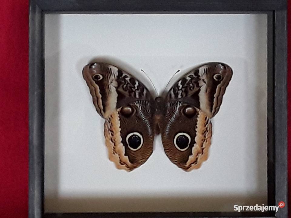 Motyl w ramce gablotce 20x18 Caligo uranus