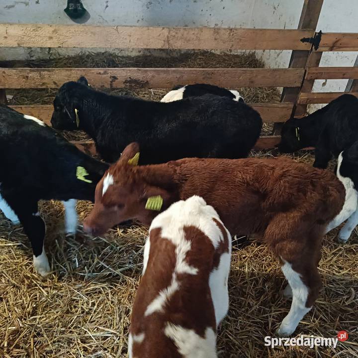Cielaki byczki Skórcz sprzedam