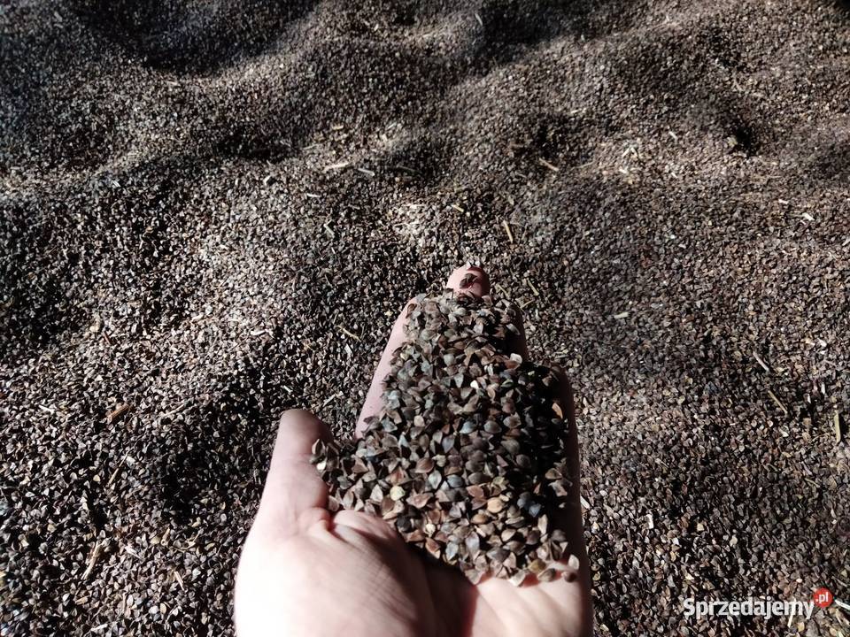 Gryka Zboża Nowowola