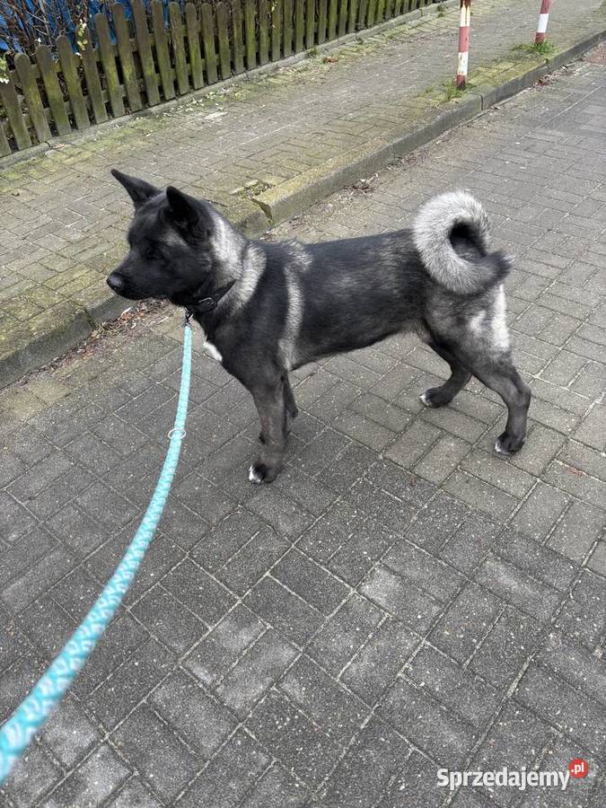 Sprzedam psa rasy Akita amerykańska z rodowodem Gdynia
