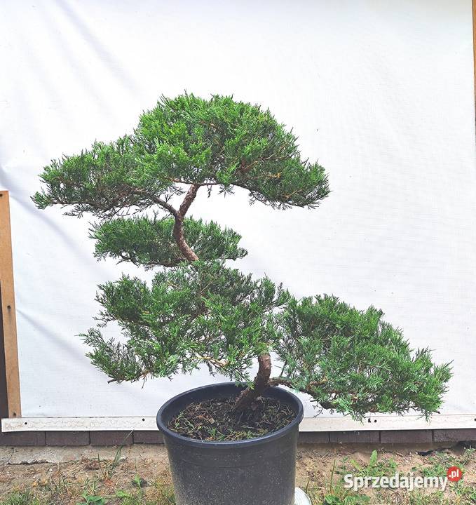 Bonsai Niwaki jałowiec Medynia Łańcucka
