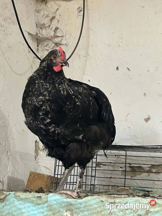 Koguty Rzezawa sprzedam