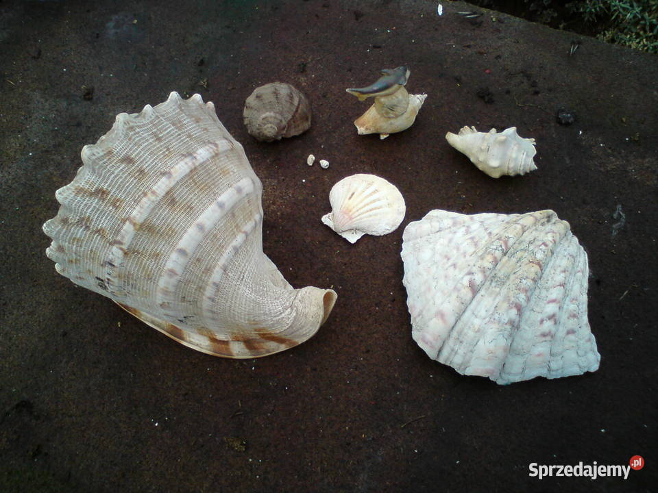 Muszle muszelki morskie i z oceanu Aleksandrów Łódzki