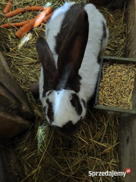 Samice Termondzkie i inne