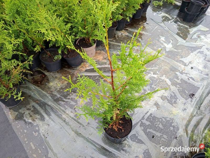 Thuja Plicata Gelderland 5060 15 Wrocław Januszkowice