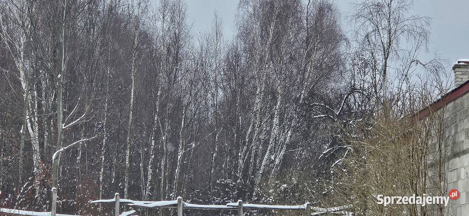 Syndyk sprzeda udział 18 w spadku działek