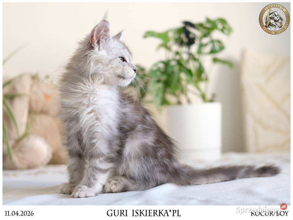 Guri uroczy jegomość kocurek maine coon Warszawa