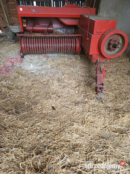 Sprzedam prase kostkującą Sipma Rolnictwo Miedźna