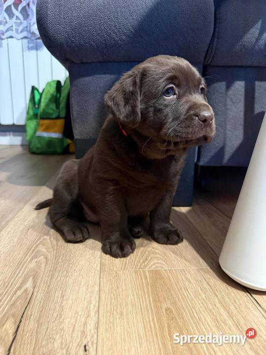 Pieski i suczki Labradora Retriever czarnego małopolskie sprzedam