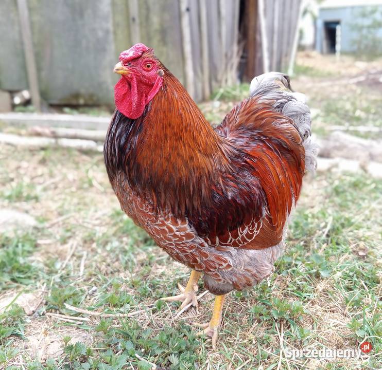 Kogut Wayandotta Blue Laced Gold Obrąb sprzedam