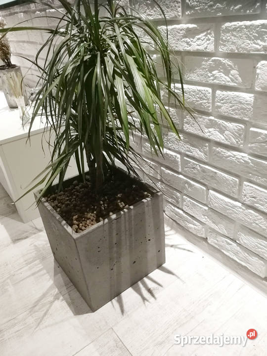 Donica betonowa 50x50x50 Donice betonowe Architektura ogrodowa Rawicz