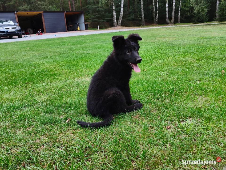 owczarek niemiecki długowłosy czarny suka łódzkie Kolonia Niechmirów