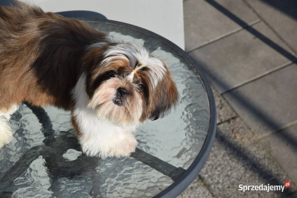 Pies Shih Tzu piękny szczeniak IMPERIAL