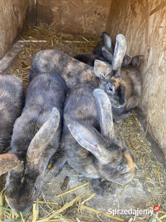 Króliki Rexy Belgi miniaturki lubelskie Krupe
