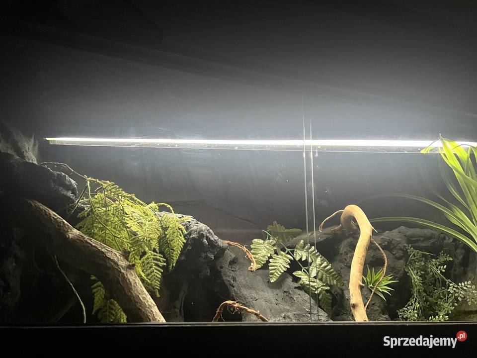 Terrarium 120x60x60 gotowe agamy Sopot sprzedam