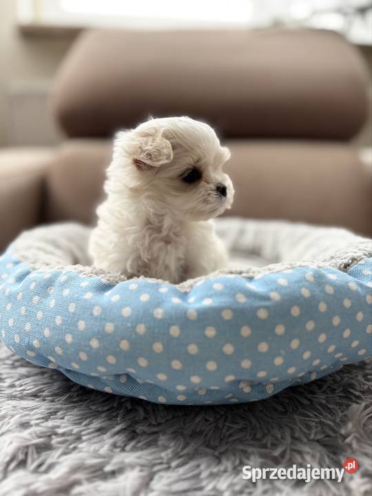 Maltańczyk piękna sunia z rodowodem śląskie Rybnik sprzedam