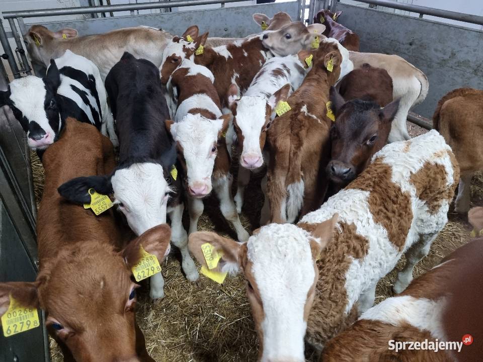 Byczki Jalowki Mięsne Bydło mięsne łódzkie Sieradz