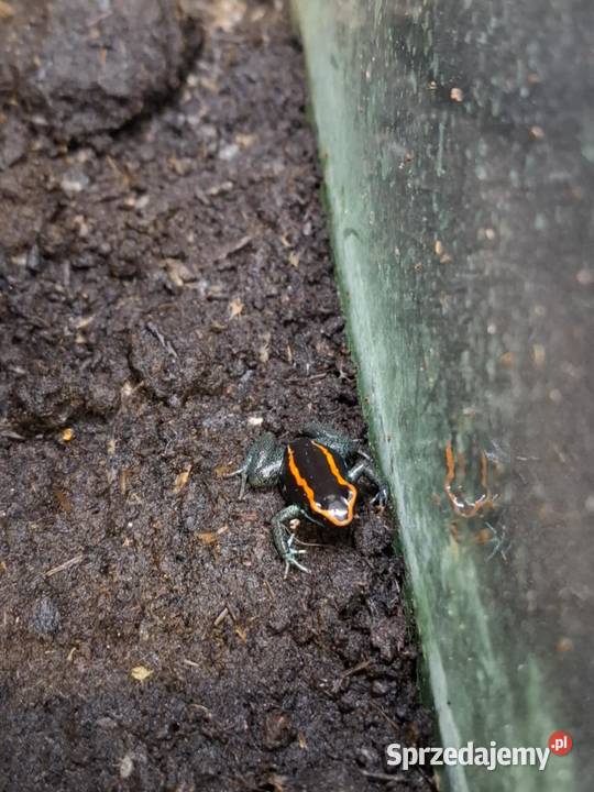 Liściołaz paskowany Phyllobates vittatus Kraków