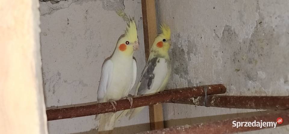 Papugi nimfy 2025r Pruchna