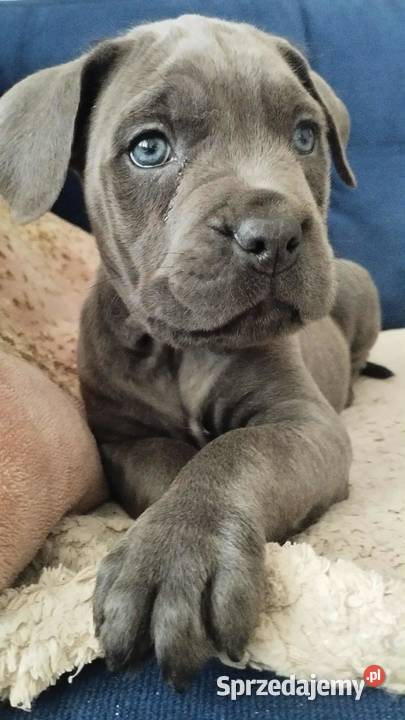 Suczka błękitna Cane Corso z rodowodem Czaniec