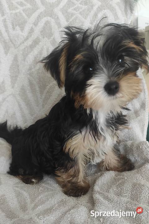 Yorkshire terrier