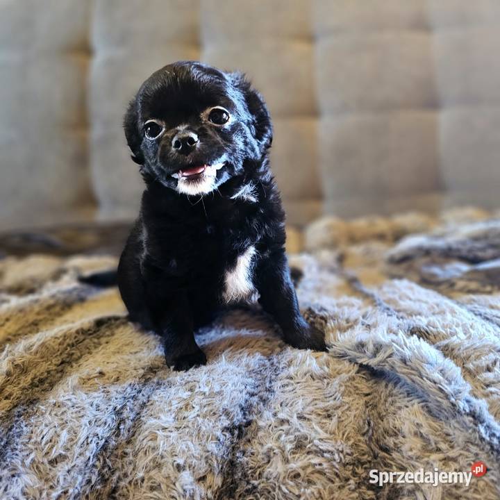 Chihuahua Słodki Blaki szuka nową rodzinkę Kołobrzeg sprzedam