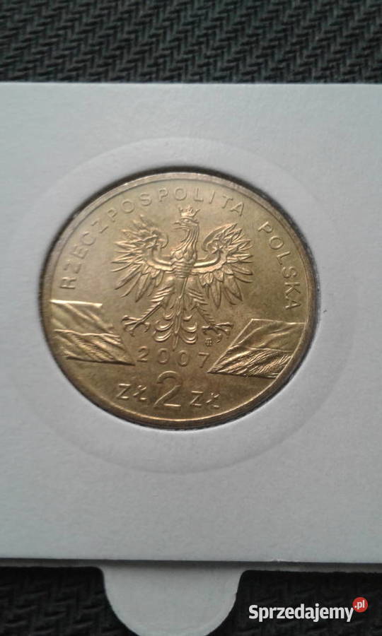 2 Foka szara 2007 rUNC Konin
