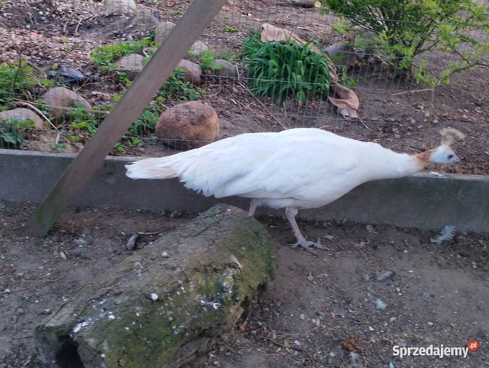 Paw pawica wielkopolskie Dubin