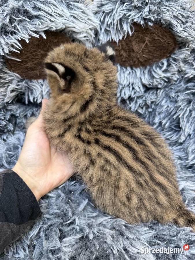 Samiec serwal sprzedam