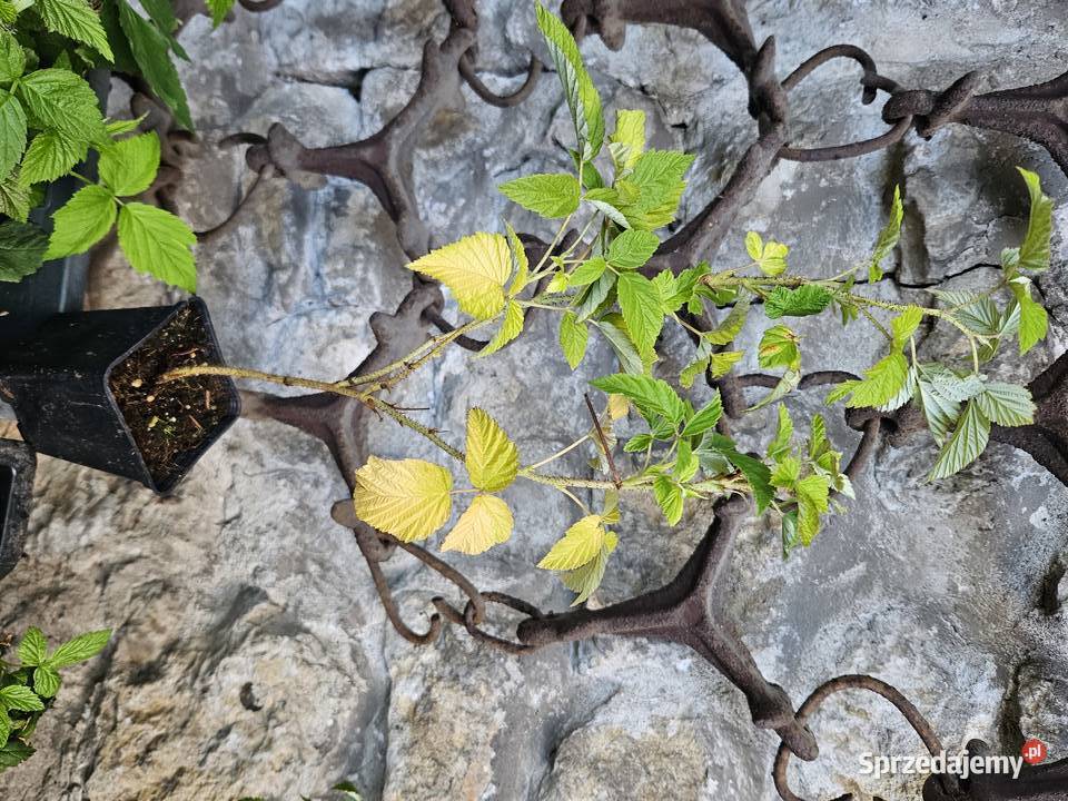 malinysadzonki