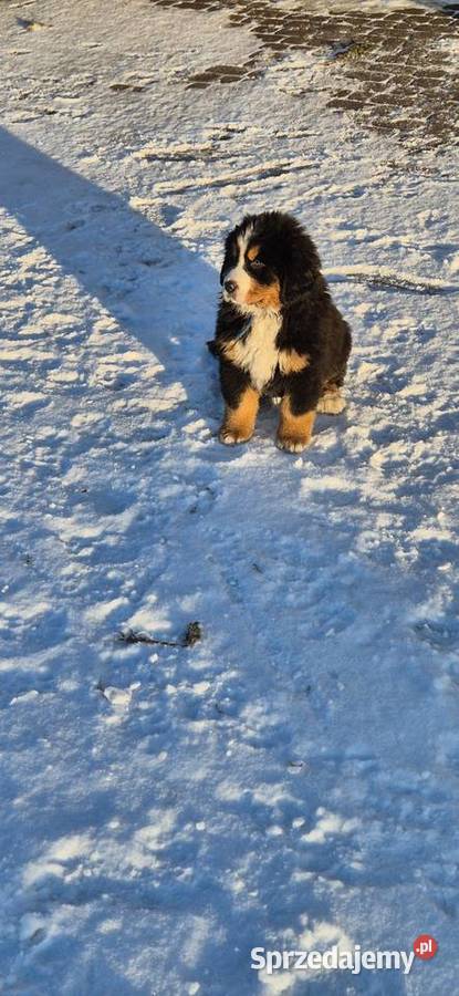 Berneński pies pasterski Kowiesy