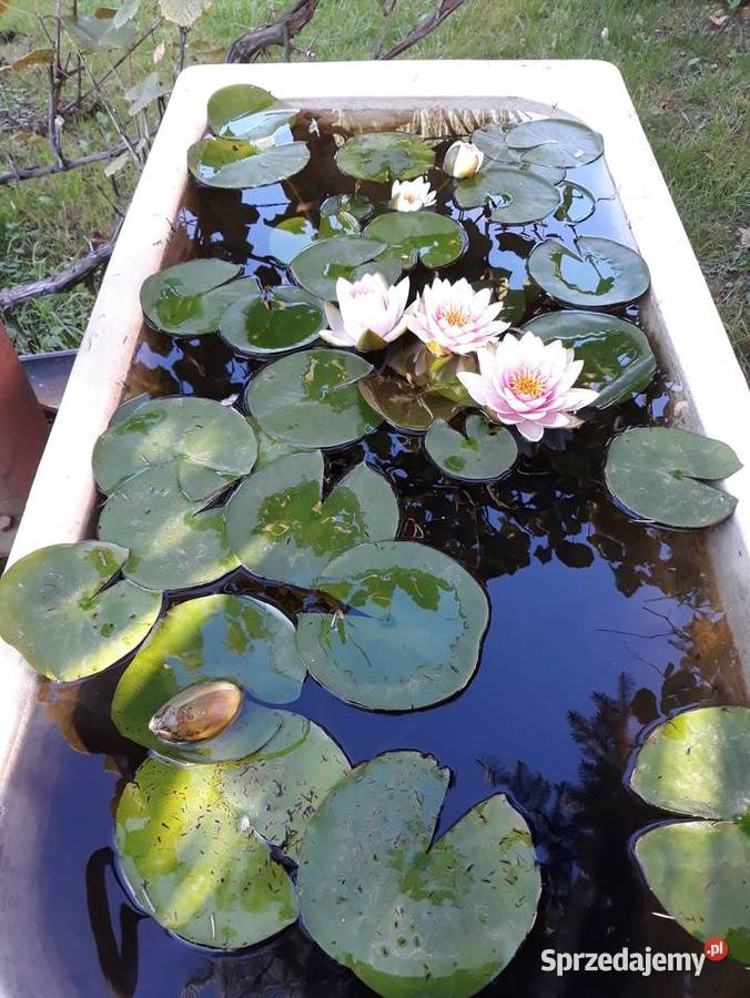 Lilie wodne nenufar Sarzyna