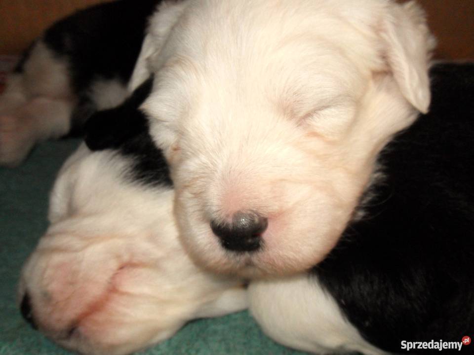 Owczarek Staroangielski Bobtail Nowa Sól